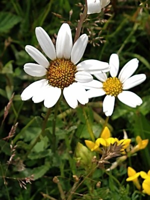 photo of Oxeye Daisy