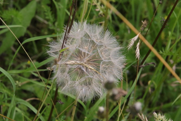 photo of Goat's Beard