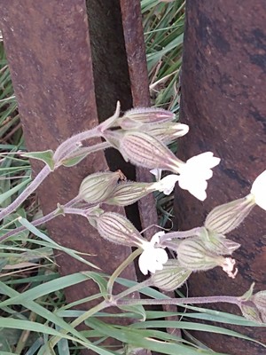 photo of White Campion