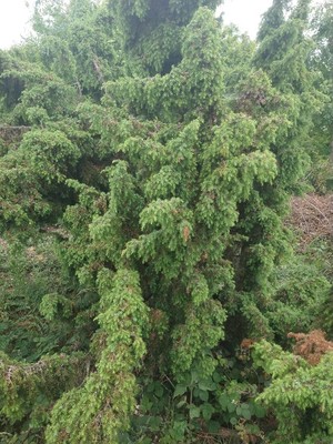 photo of Common Juniper