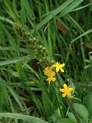 photo of Agrimony