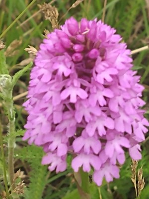photo of Pyramidal Orchid