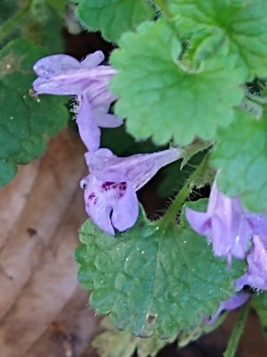 photo of Ground Ivy
