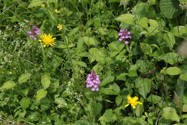 photo of Pyramidal Orchid