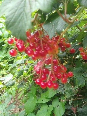 photo of Guelder Rose