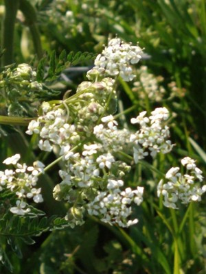 photo of Cow Parsley