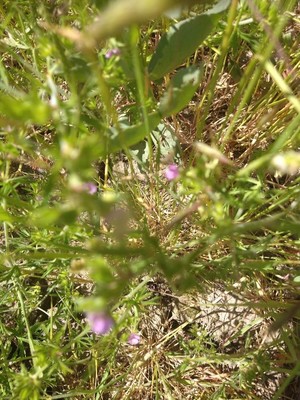 photo of Cut Leaved Crane's Bill