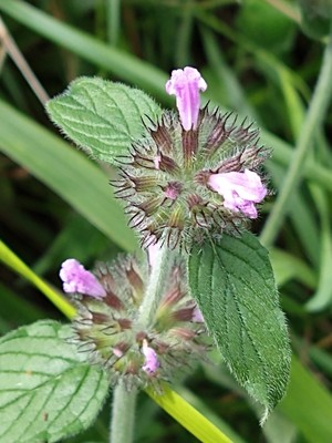 photo of Wild Basil