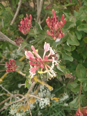 photo of Etruscan Honeysuckle