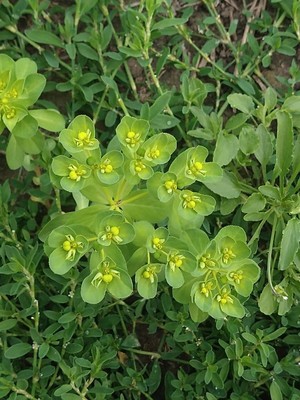 photo of Sun Spurge