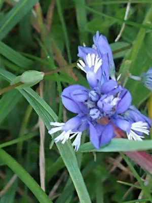 photo of Chalk Milkwort