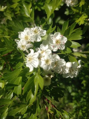 photo of Hawthorn