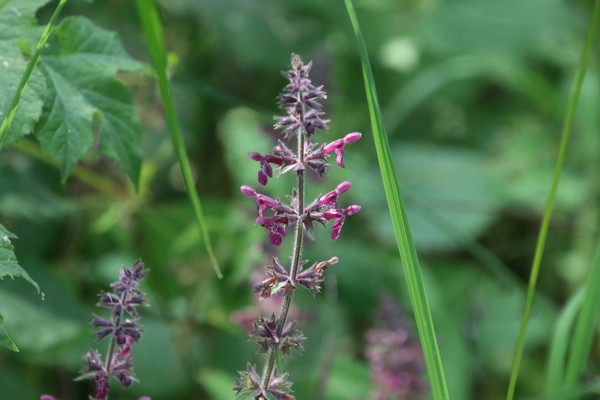 photo of Hedge Woundwort