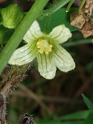photo of White Bryony