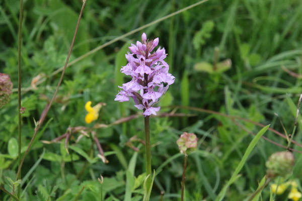 photo of Common Spotted Orchid