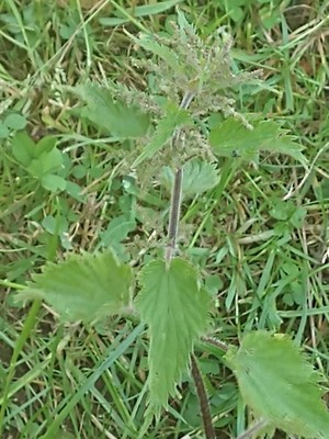 photo of Common Nettle