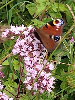 photo of Wild Marjoram