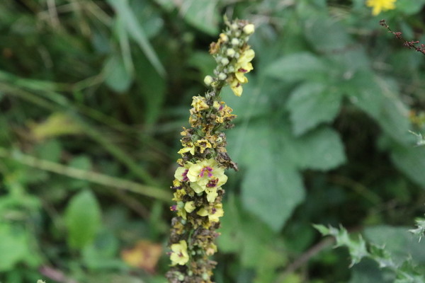 photo of Dark Mullein