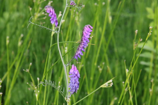 photo of Tufted Vetch