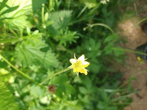 photo of Wood Avens