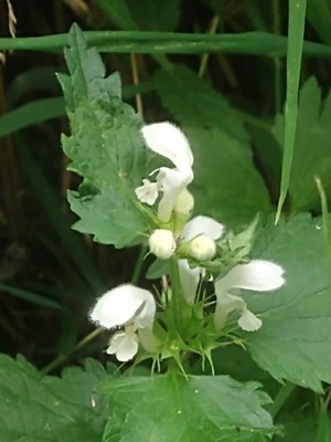 photo of White Dead Nettle