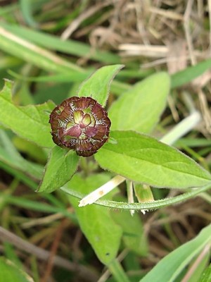 photo of Selfheal