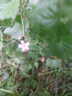 photo of Herb Robert