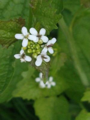 photo of Garlic Mustard