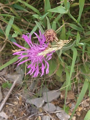 photo of Brown Knapweed
