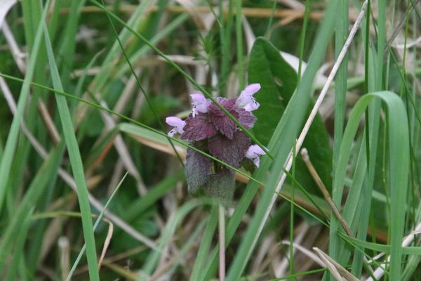 photo of Red Dead Nettle