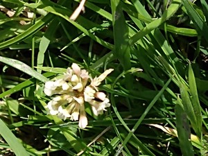 photo of White Clover
