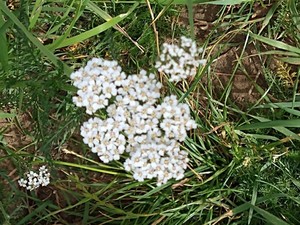 photo of Yarrow