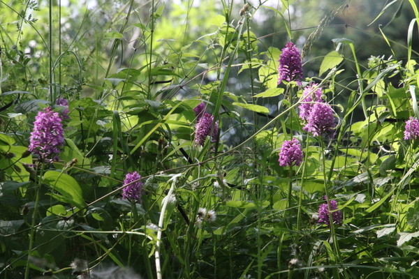 photo of Pyramidal Orchid