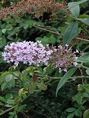 photo of Butterfly Bush