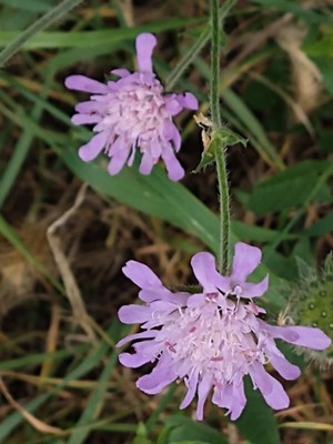 photo of Field Scabious