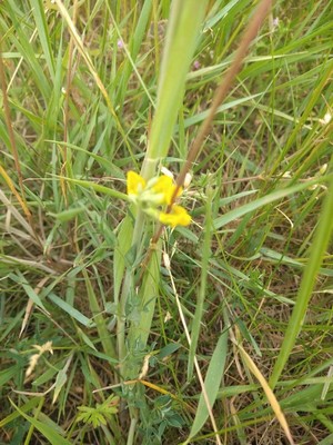 photo of Meadow Vetchling
