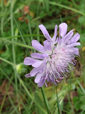 photo of Field Scabious