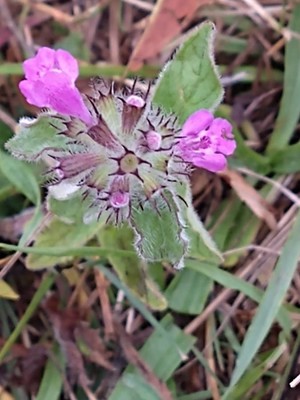 photo of Wild Basil