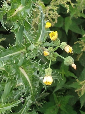 photo of Prickly Sow Thistle