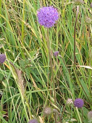 photo of Devil's Bit Scabious