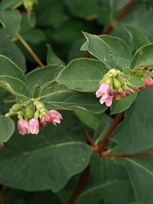 photo of Snowberry
