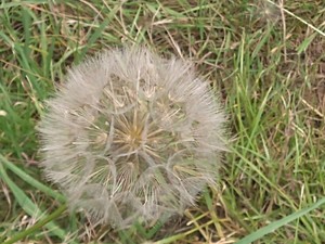 photo of Goat's Beard