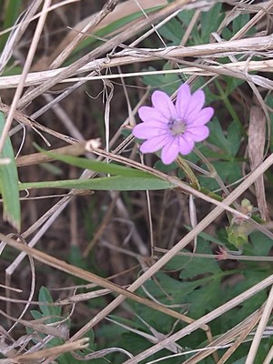 photo of Dove's Foot Crane's Bill