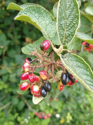 photo of Wayfaring Tree