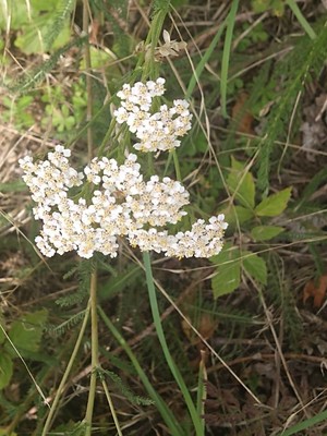 photo of Yarrow
