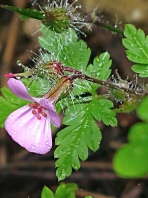 photo of Herb Robert