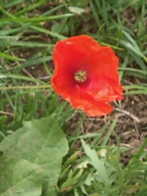 photo of Common Poppy