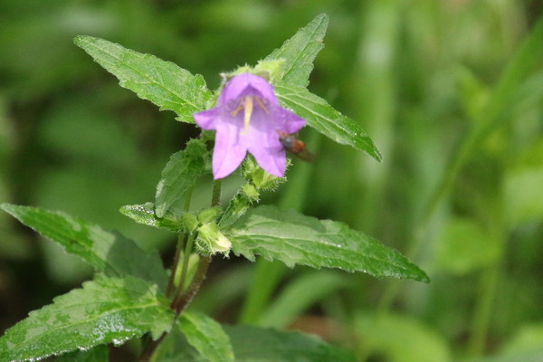 photo of Nettle Leaved Bellflower