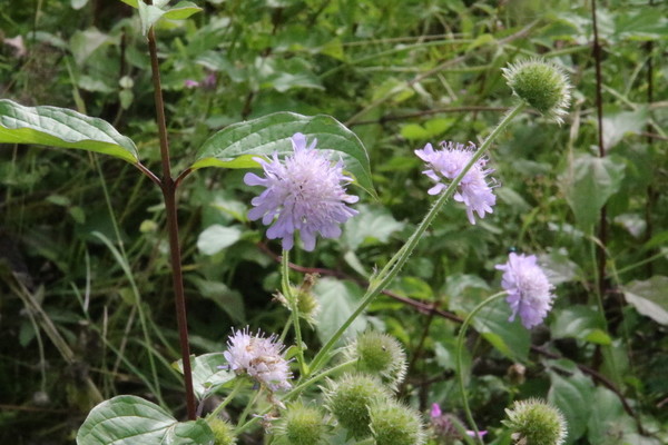 photo of Field Scabious