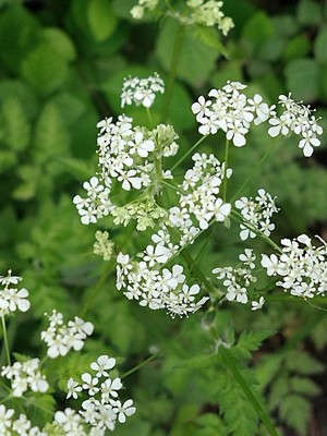 photo of Cow Parsley